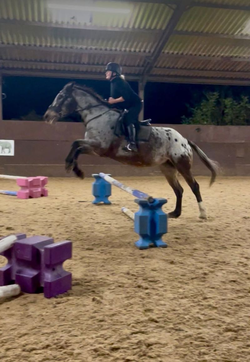 DebsDogsHorses